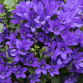 Vente Campanule des murailles