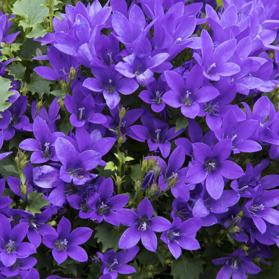 Vente Campanule des murailles