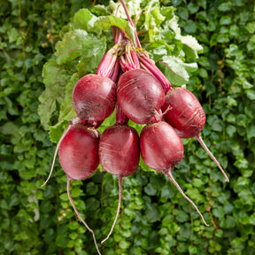 Betterave rouge Kogel 2 - Willemse