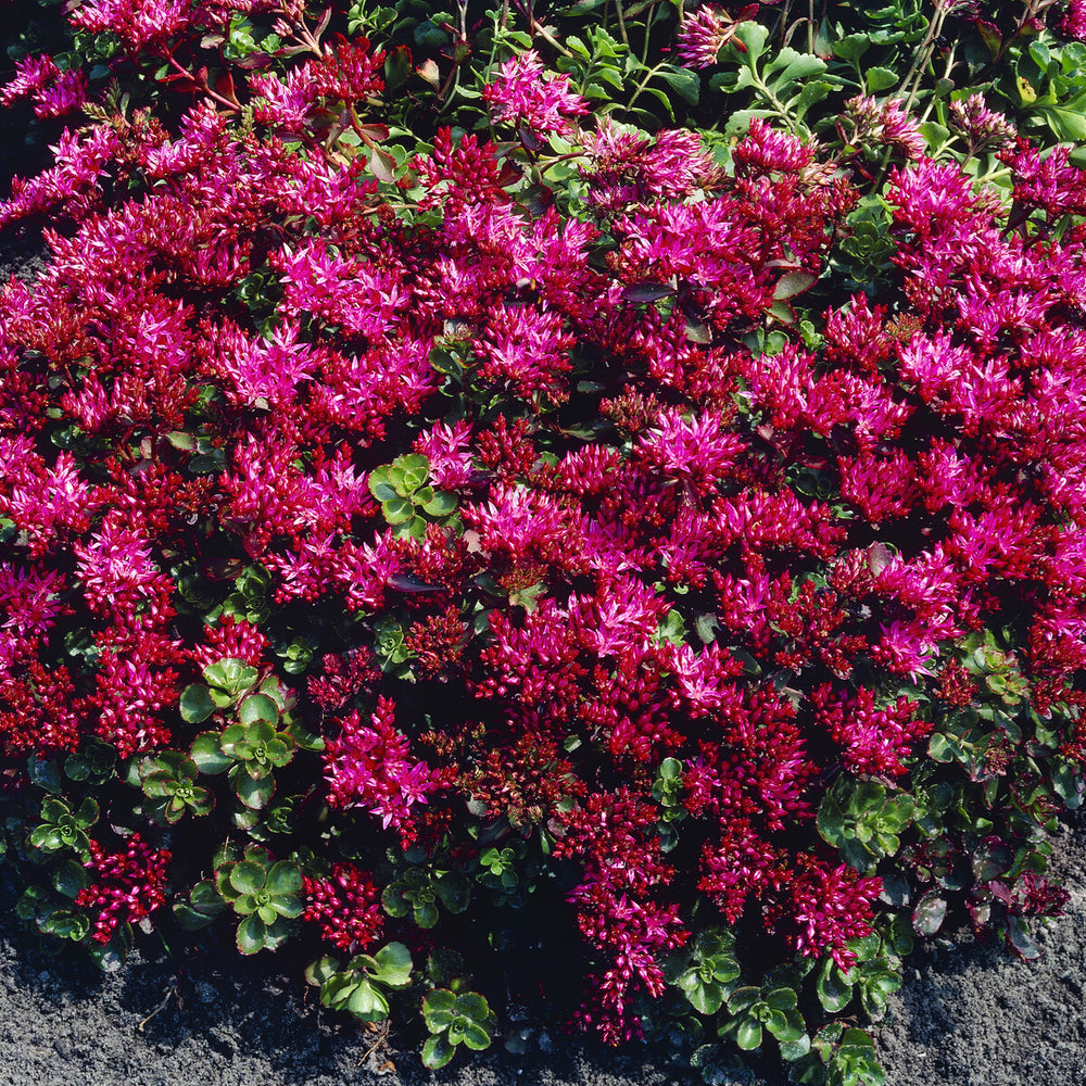 Sedum spurium Schorbuser - Sedum spurium Schorbuser Blut