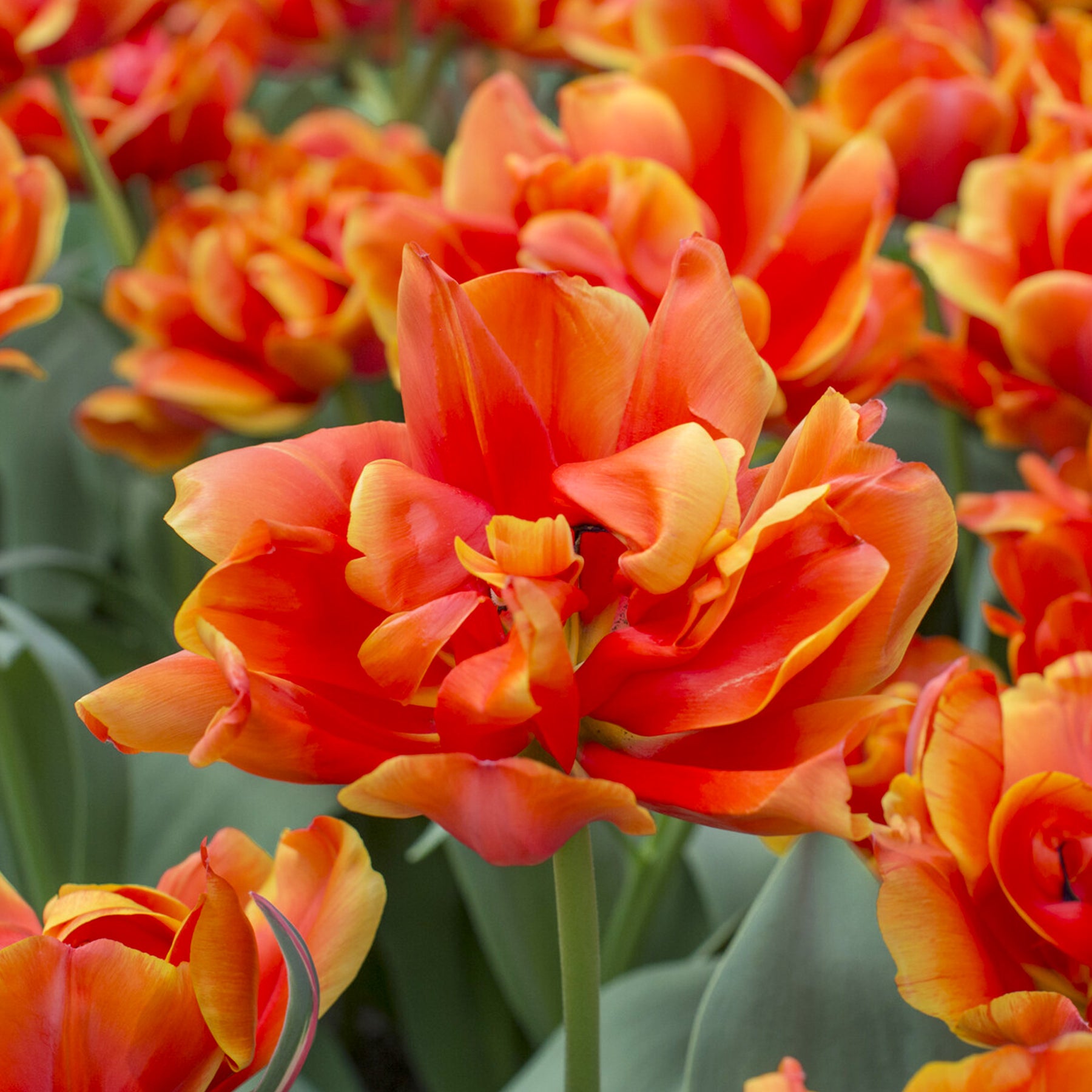 Tulipa double late Queensday  - 7 Tulipes doubles  Queensday - Tulipe