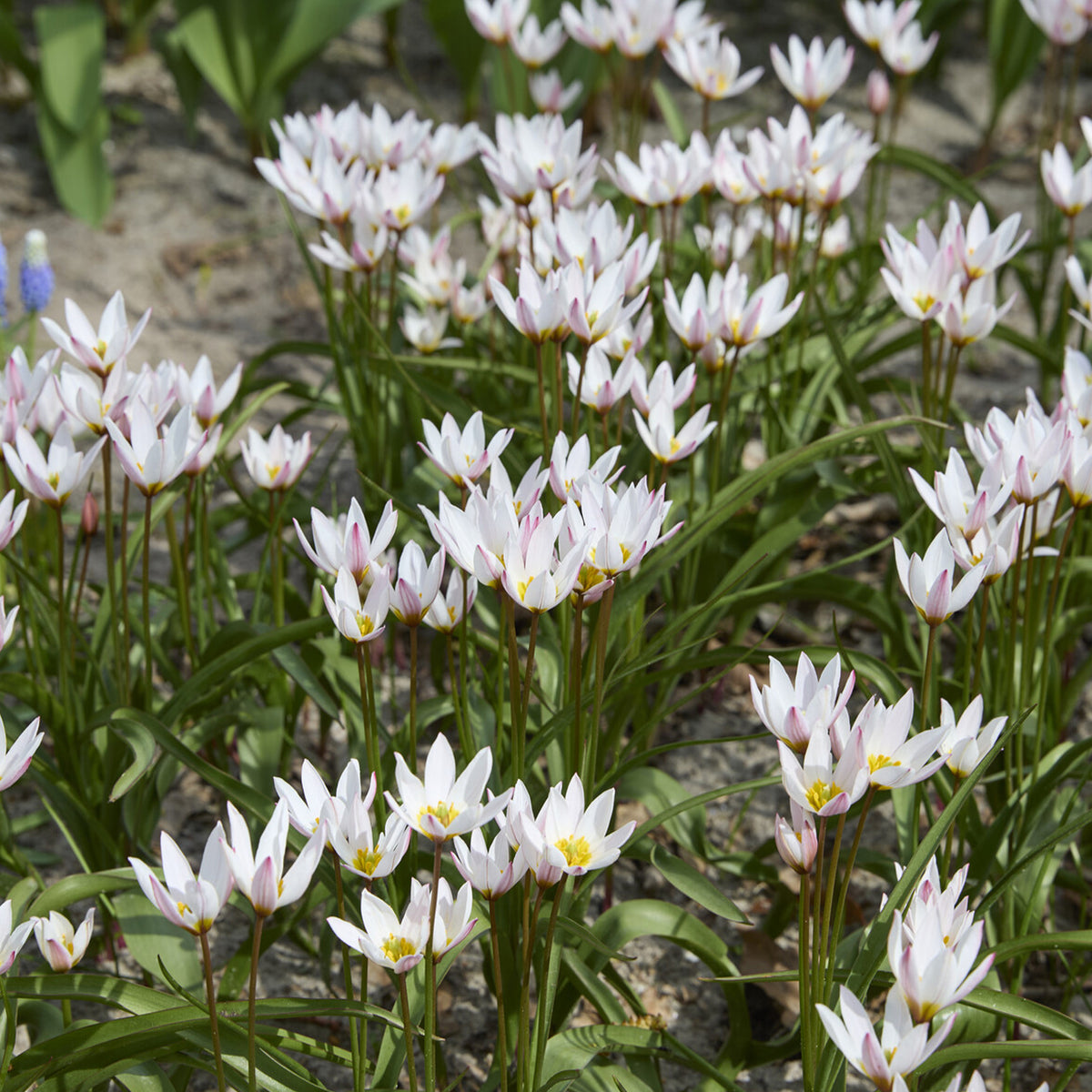 10 Tulipes botaniques Hilde - Willemse