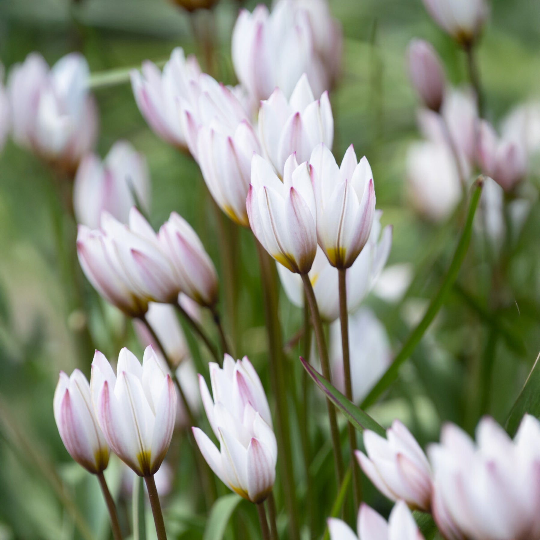 10 Tulipes botaniques Hilde - Tulipa botanical Hilde  - Willemse