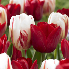 8 Tulipes Love Circle - Willemse