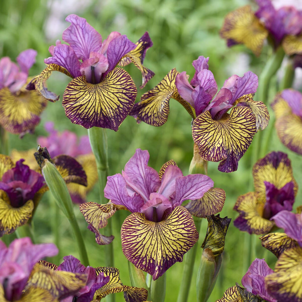 Iris de Sibérie Juniper Leigh - Willemse