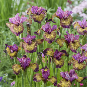 Iris de Sibérie Juniper Leigh - iris sibirica juniper leigh - Willemse