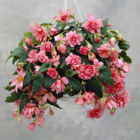 Bégonia retombant rose - Willemse