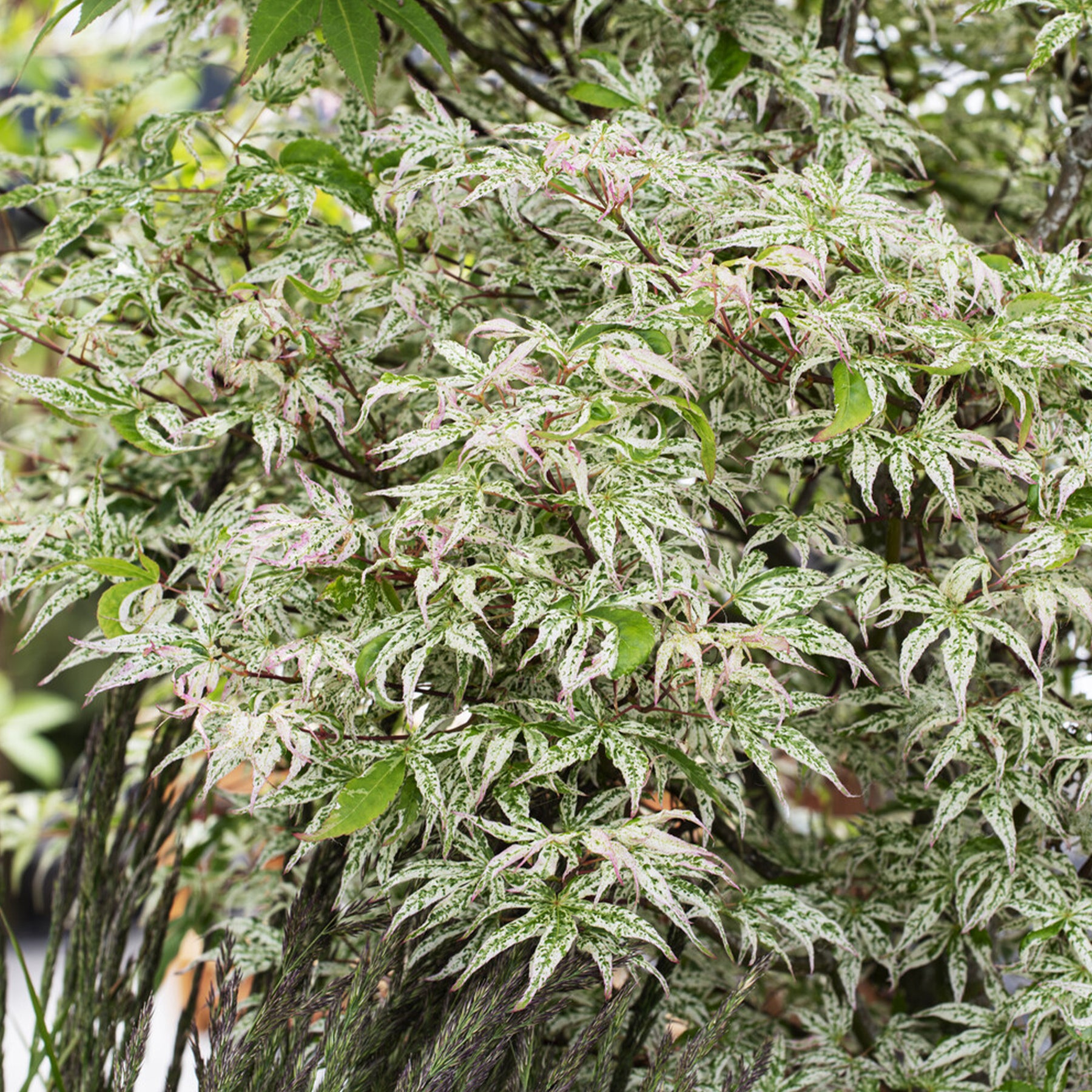 Erable du japon ukigumo - Willemse