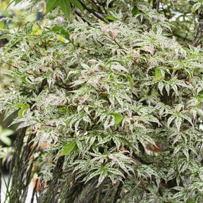 Erable du japon ukigumo - Willemse