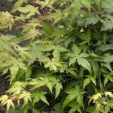 Erable du japon Bi hoo - Willemse