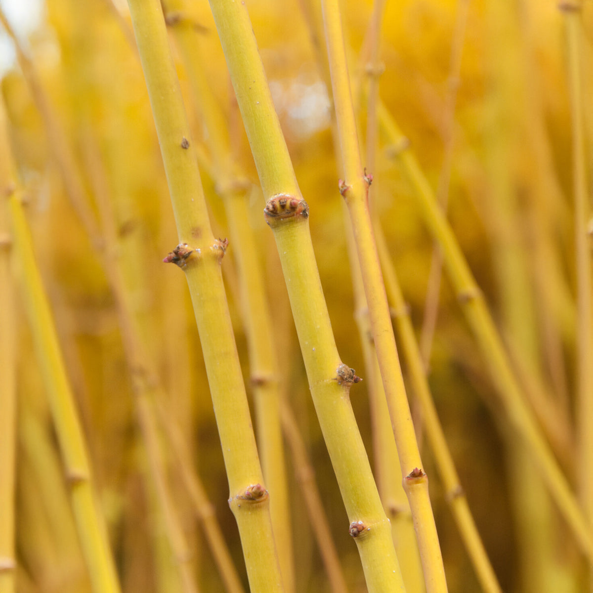 Erable du japon Bi hoo - Acer palmatum Bi Hoo - Willemse