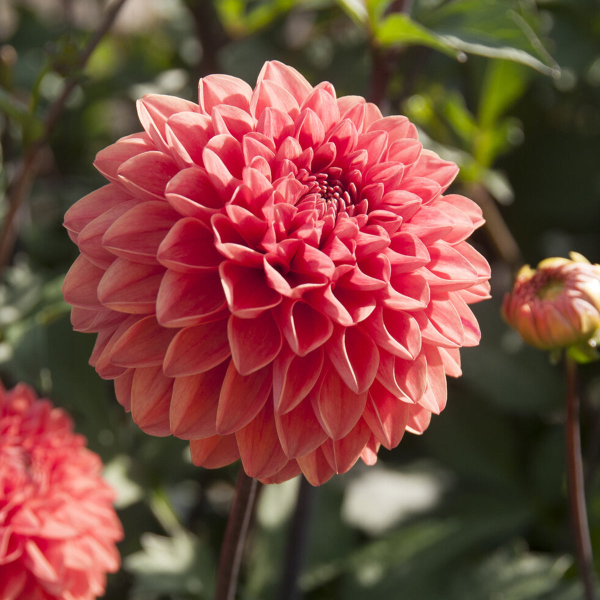 Dahlia Blitzer - Willemse