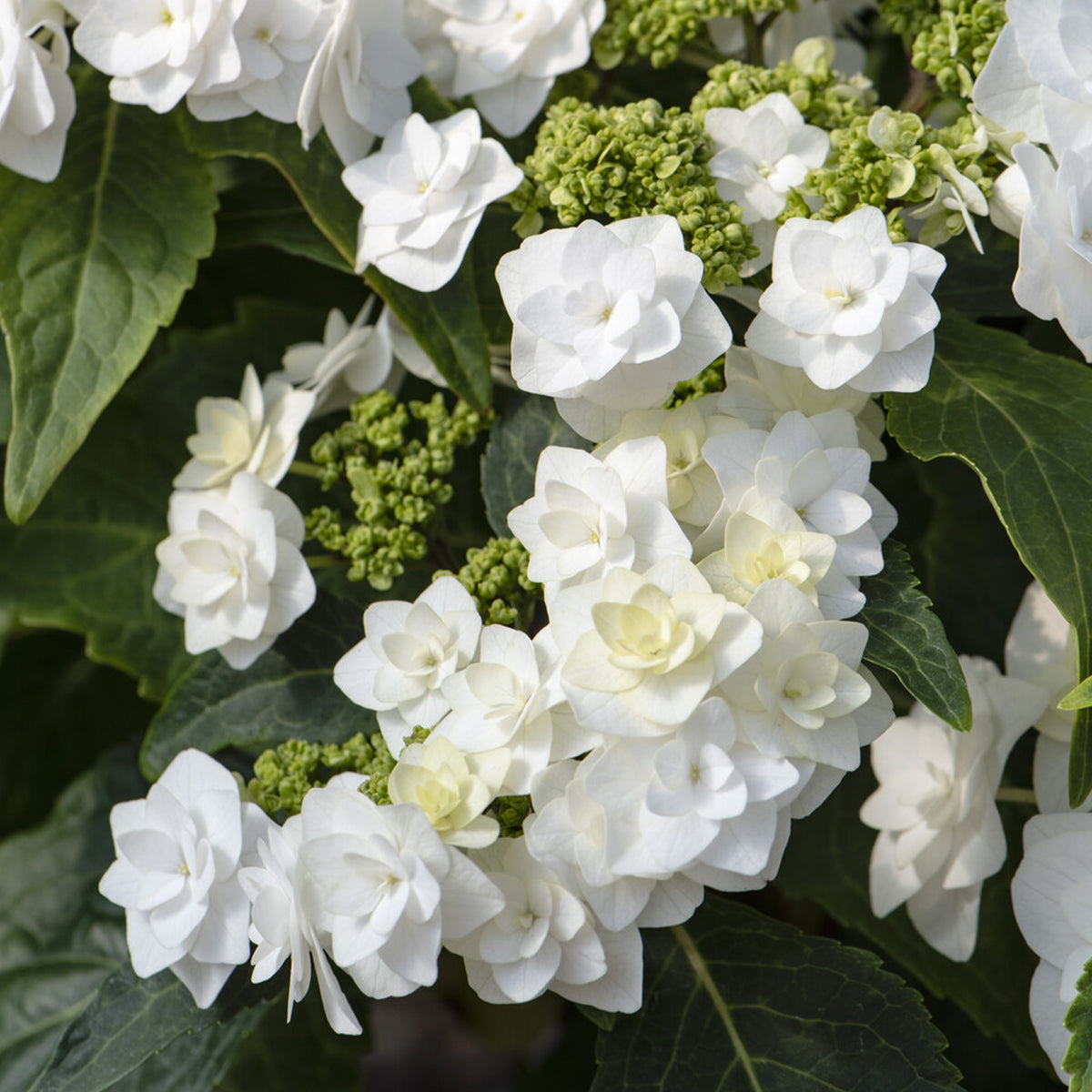 Hortensia Doppio Bianco - Willemse