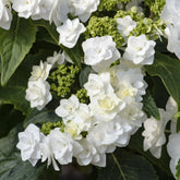 Hortensia Doppio Bianco - Willemse