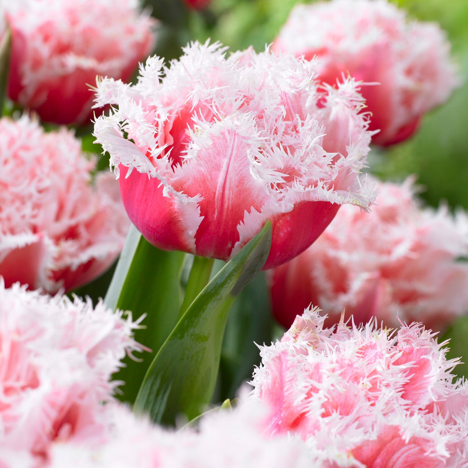 5 Tulipes doubles frangées Queensland