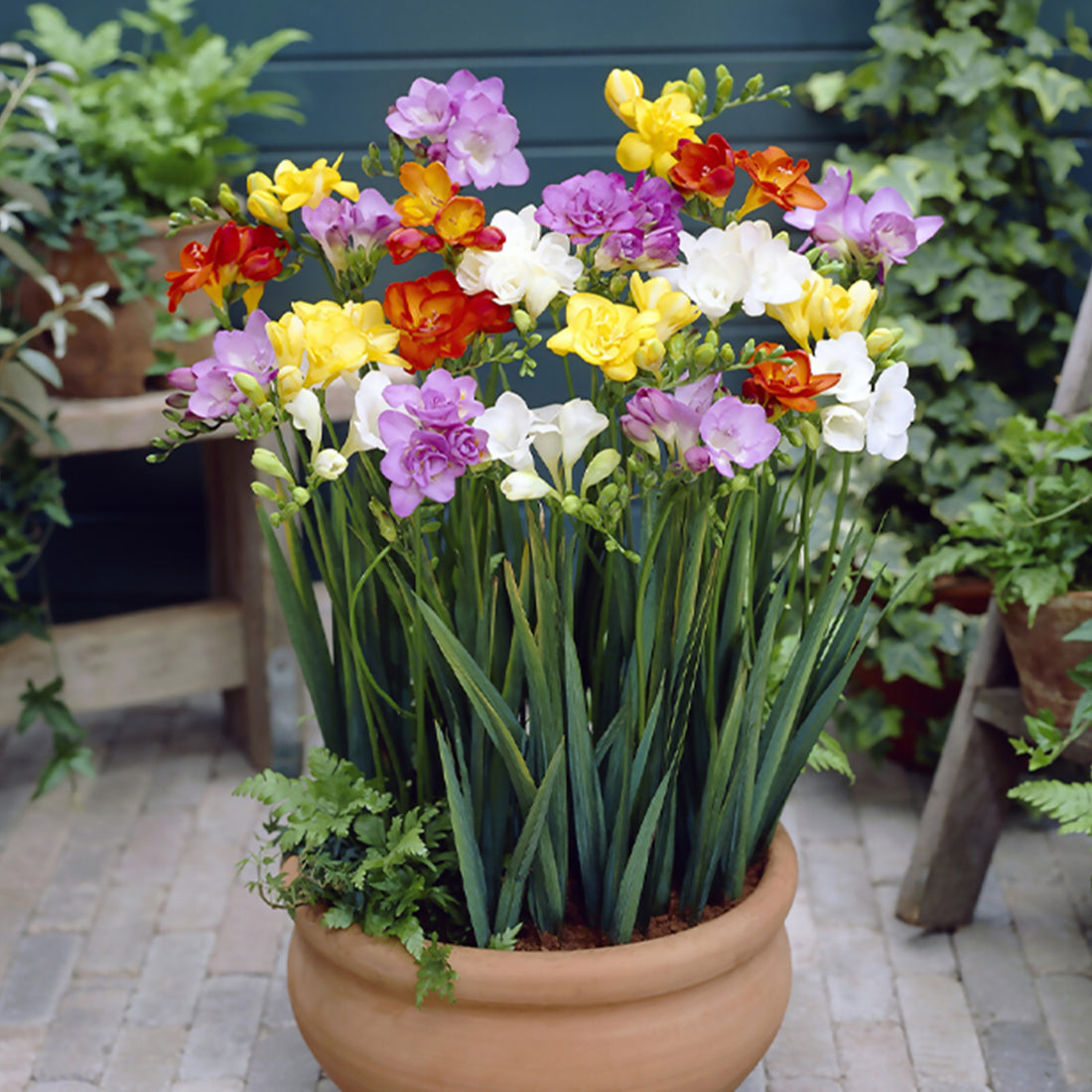 25 Bulbi Di Freesia Doppia MIX - Bulbi Primaverili Per Giardino, Balcone E Fioriere - Foto 6