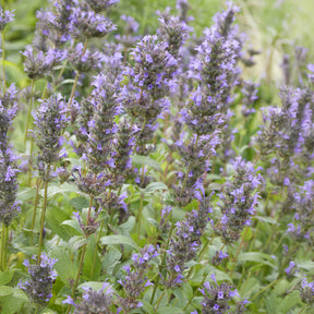 Nepeta - Nepeta kubanica - Nepeta kubanica