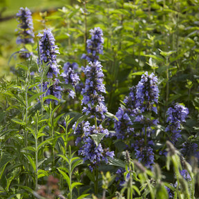 Vente Nepeta kubanica - Nepeta kubanica