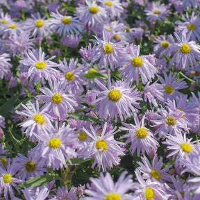 Aster grand d'automne Fellowship - Aster novi-belgii fellowship - Willemse