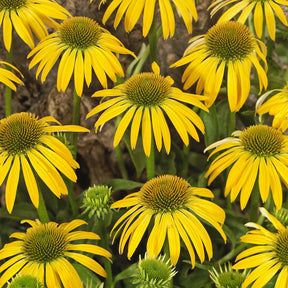Echinacea purpurea Harvest moon - Rudbeckia pourpre Harvest Moon - Echinacea - Échinacée - Echinacea
