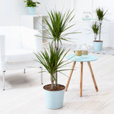Dracaena marginata - Willemse