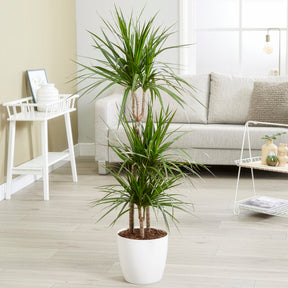 Dracaena marginata - Dracaena marginata - Dracaena