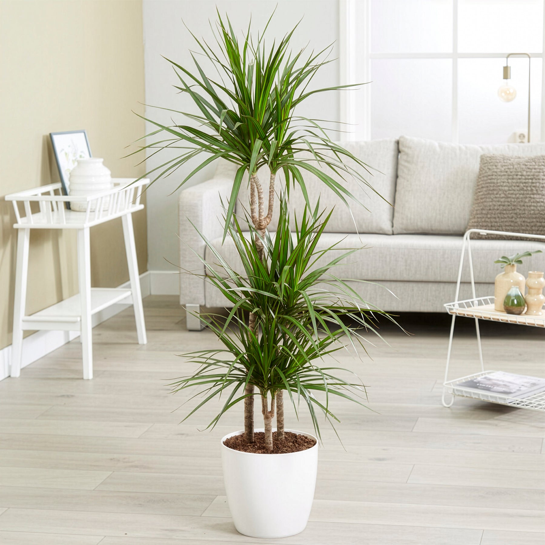 Dracaena marginata - Dracaena marginata - Dracaena