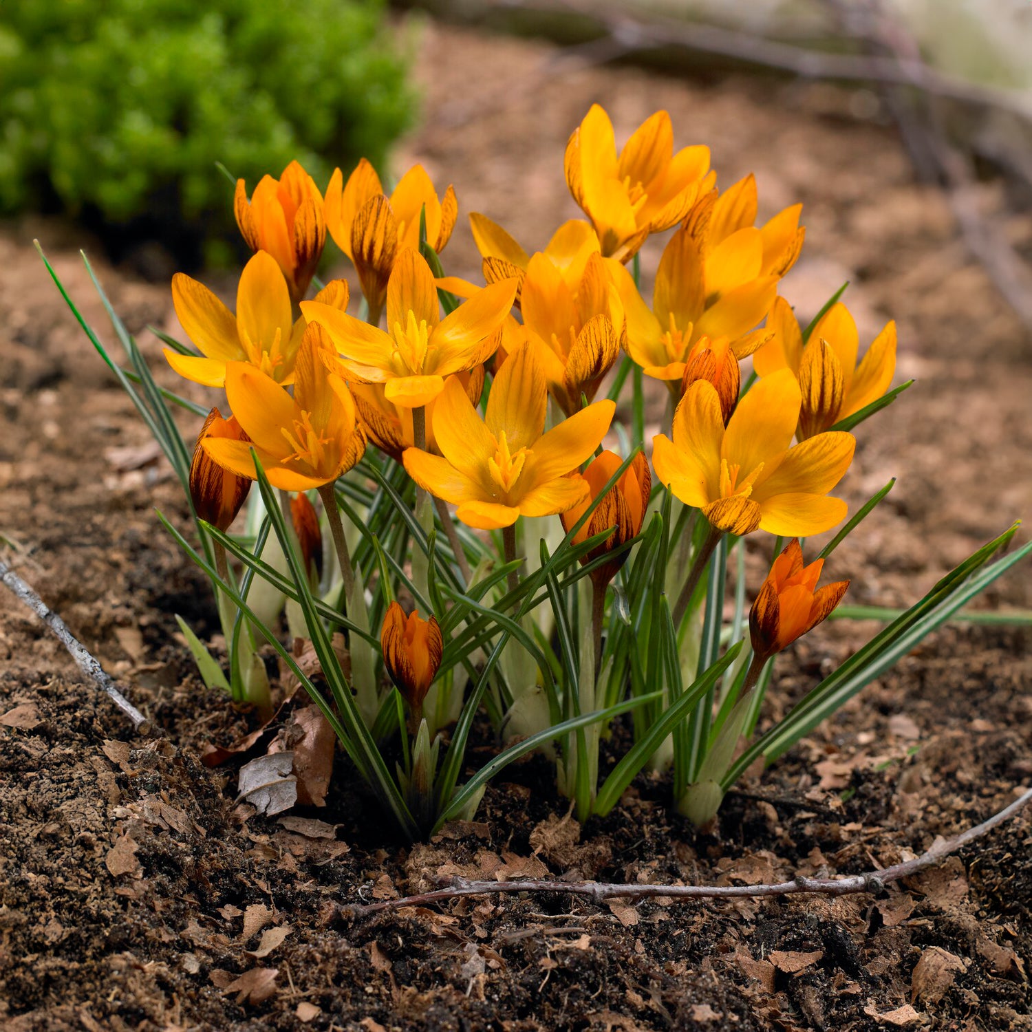 15 Crocus orange - Crocus chrysanthus orange monarch - Willemse