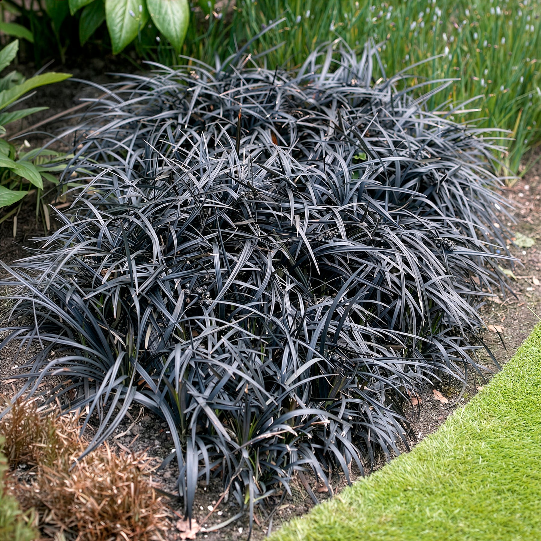 Ophiopogon planiscapus Nigrescens - Ophiopogon noir Niger - Vivaces couvre-sol
