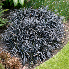 Ophiopogon planiscapus Nigrescens - Ophiopogon noir Niger - Vivaces couvre-sol