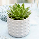 Echeveria agavoides - Willemse