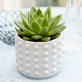 Echeveria agavoides - Willemse