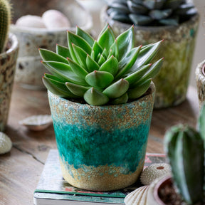 Echeveria agavoides - Echeveria agavoides - Echeveria