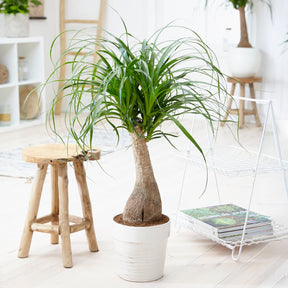 Beaucarnea recurvata - Pied d'éléphant - Plantes vertes