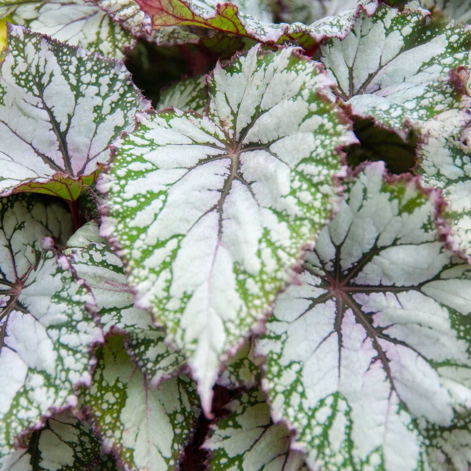 Begonia beleaf asian tundra - Bégonia Asian Tundra - Bégonias d'intérieur