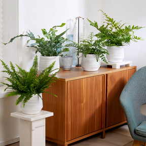 Collection de 4 plantes dépolluantes