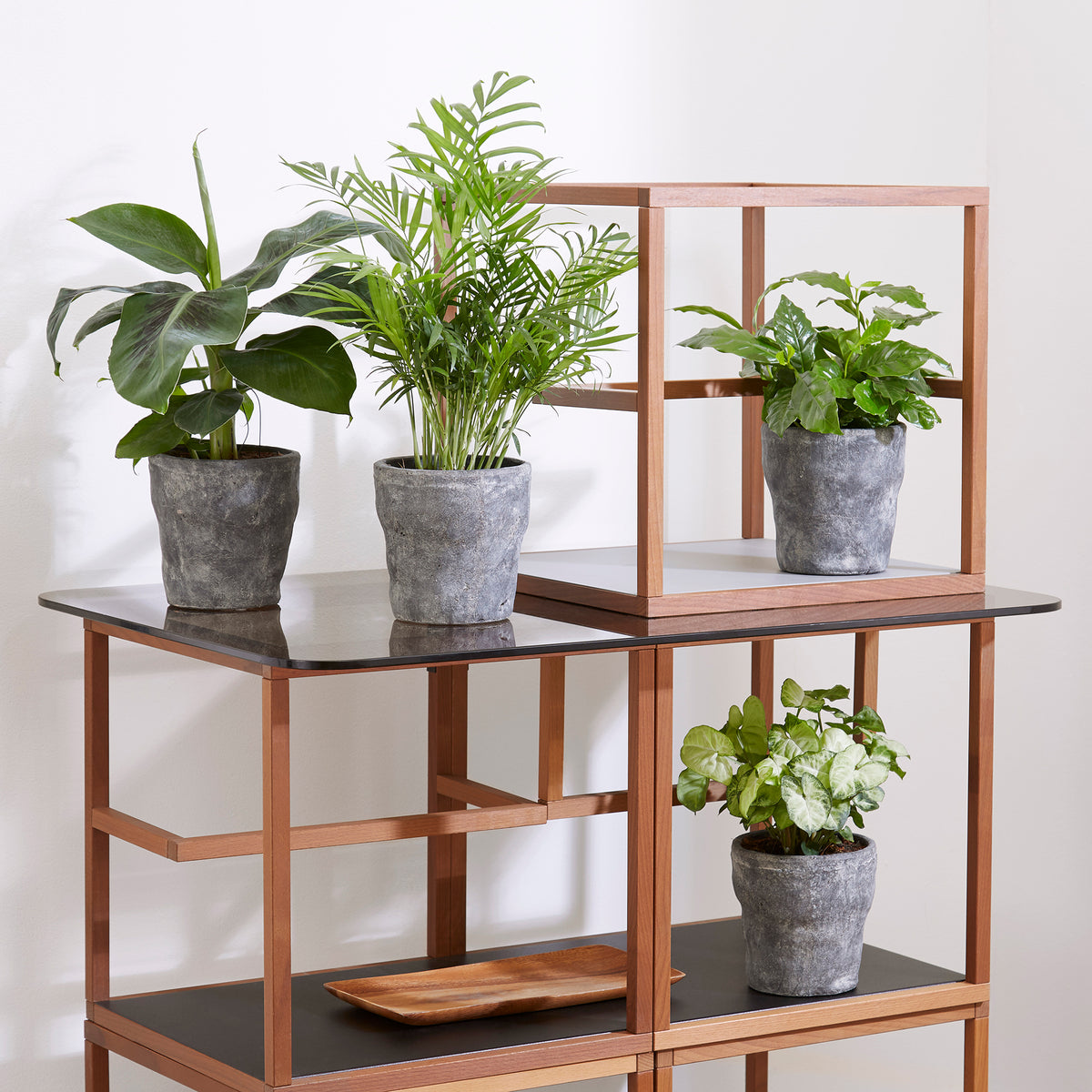 Collection de 4 plantes d'intérieur tropicales