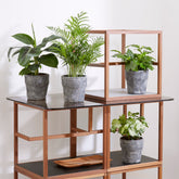 Collection de 4 plantes d'intérieur tropicales