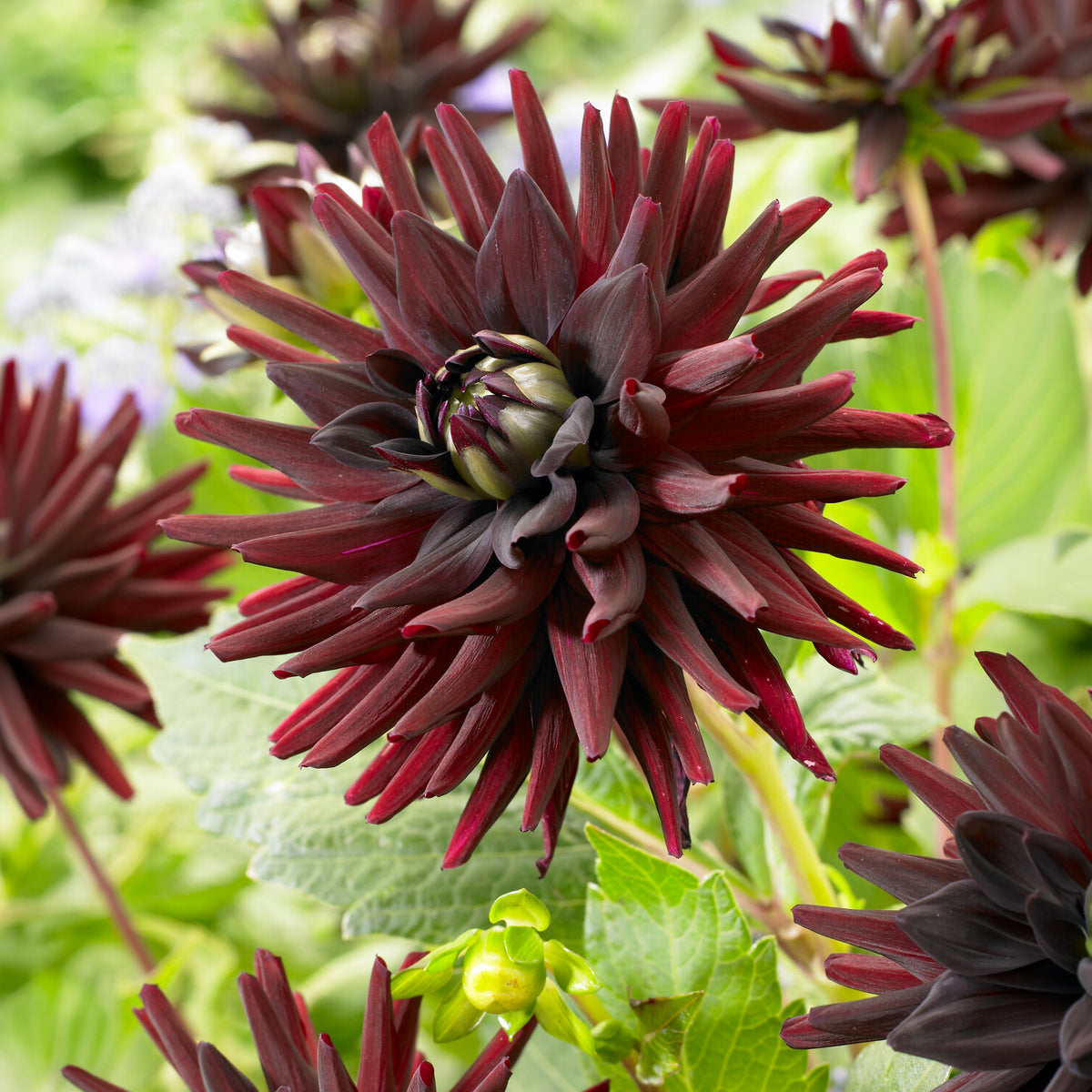 3 Dahlias cactus presque noir Tamburo - Dahlia tamburo - Willemse
