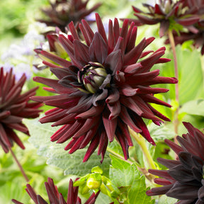 3 Dahlias cactus presque noir Tamburo - Dahlia tamburo - Willemse