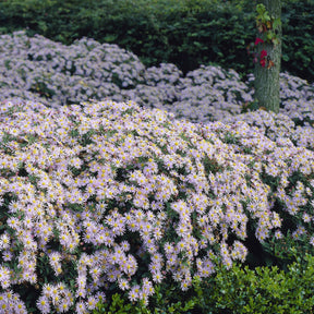 Vente Aster nain d'Automne Asran - Aster ageratoides Asran