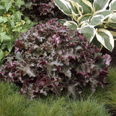 Heuchère Chocolate Ruffles - Willemse
