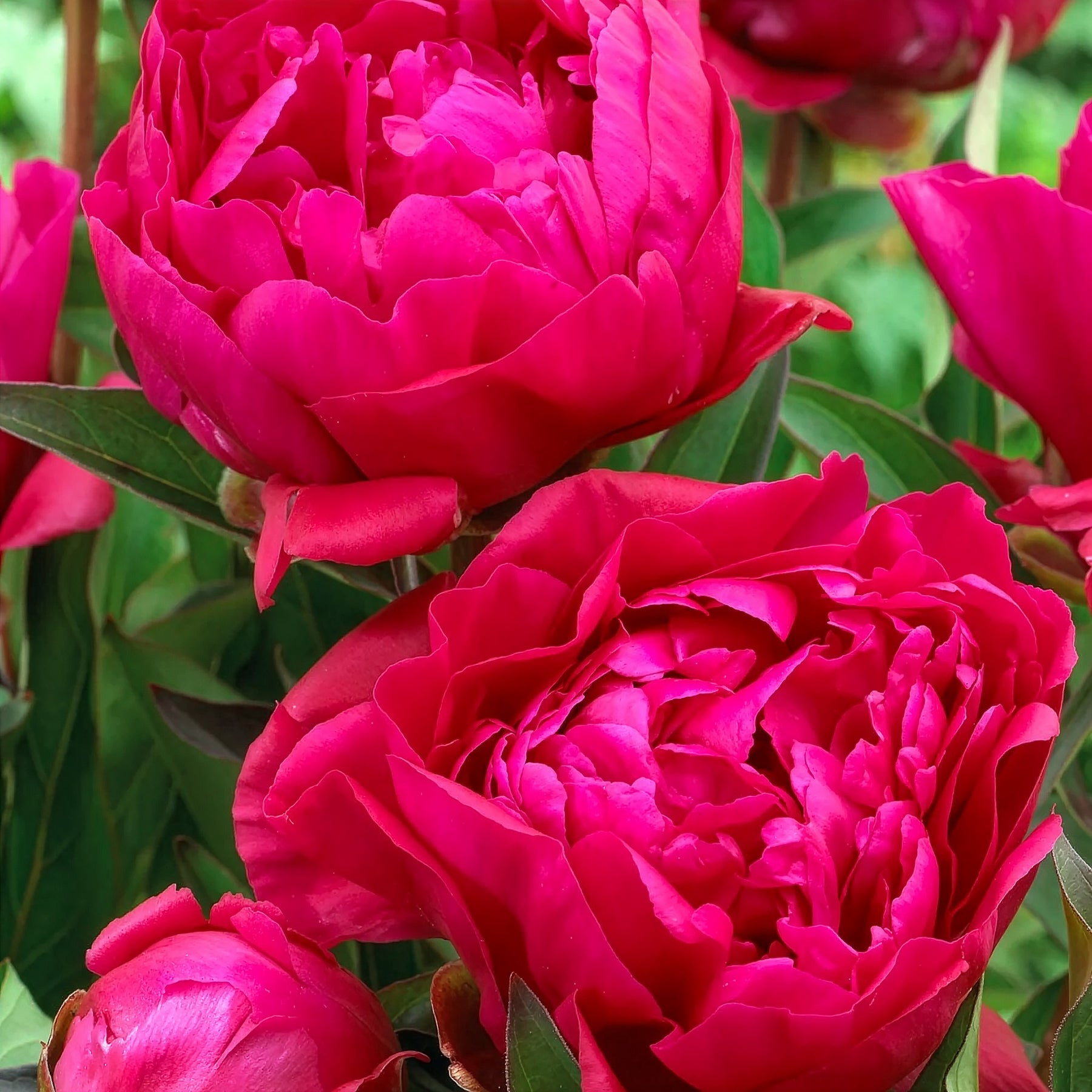 Paeonia lactiflora Sorbet, Karl Rosenfield - Duo de Pivoines rouge et rose  - Pivoines