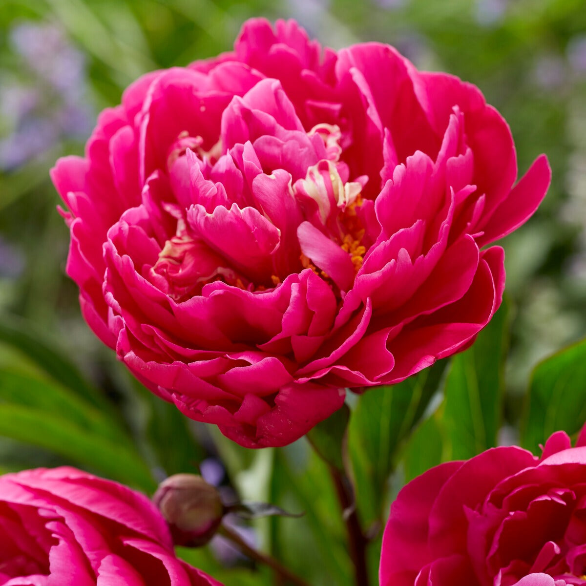 Pivoine rouge