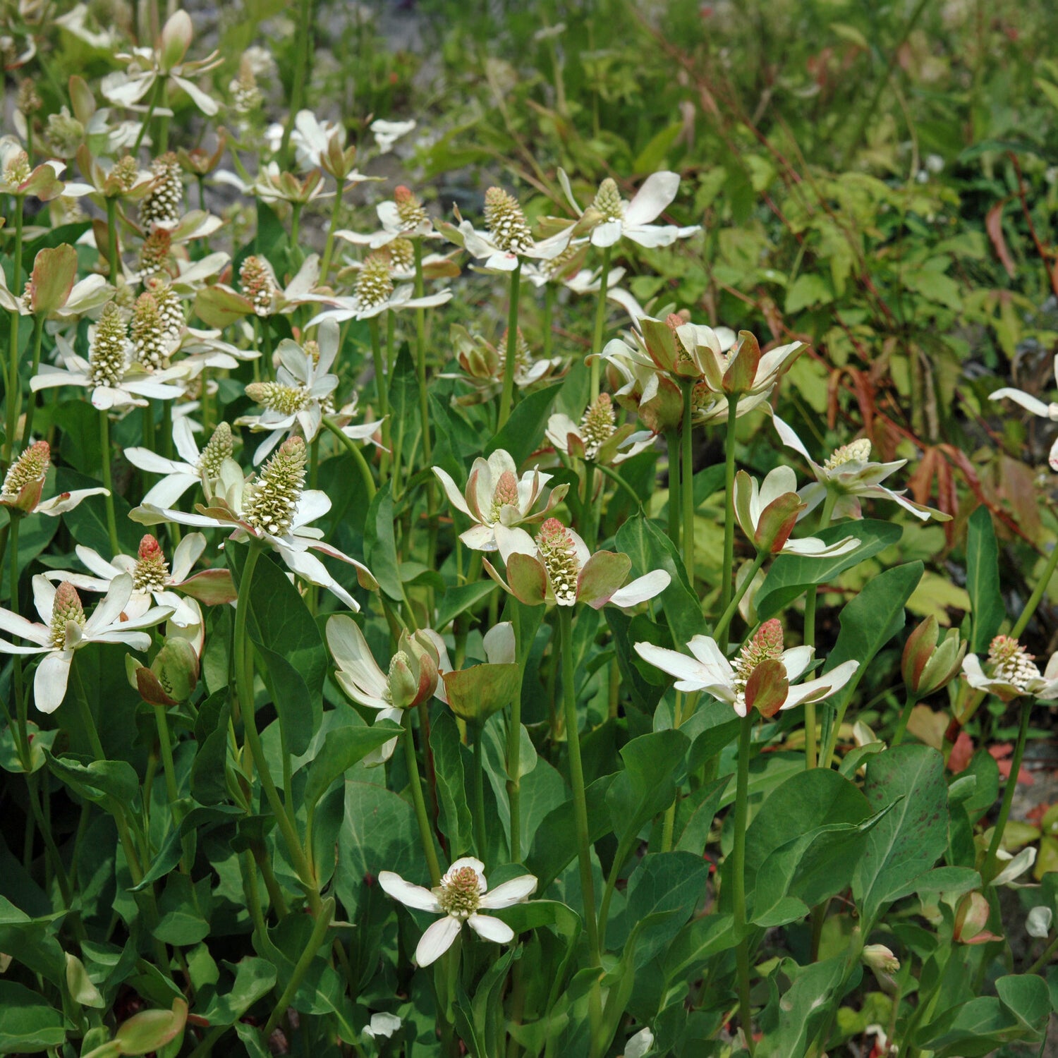 Anémopsis de Californie - Willemse