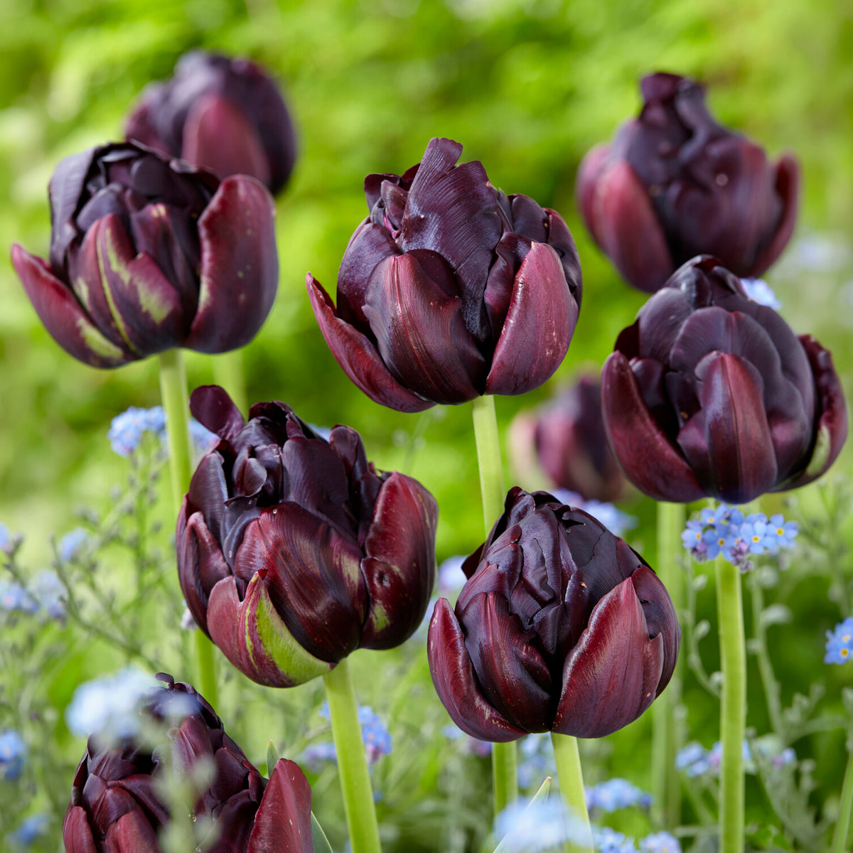 10 Tulipes à fleurs de pivoine Black Hero