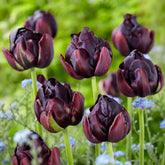 10 Tulipes à fleurs de pivoine Black Hero
