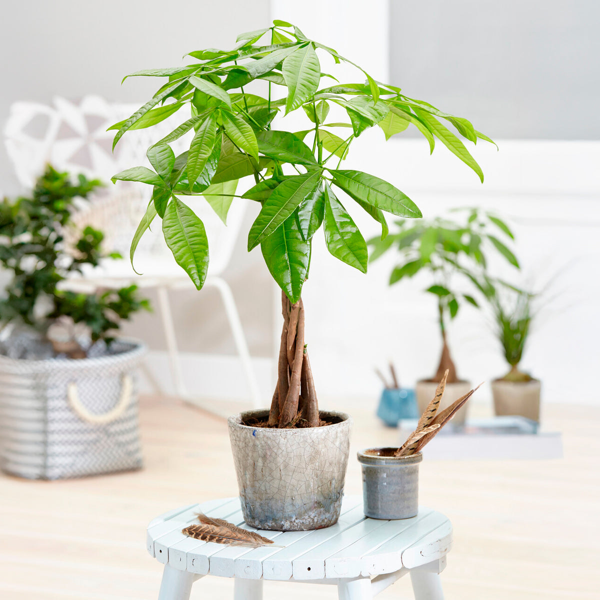 Châtaignier de Guyane