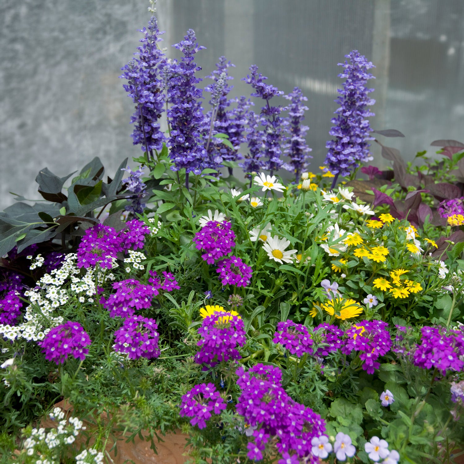 3 plantes de jardin 'Bee Friendly' en mélange
