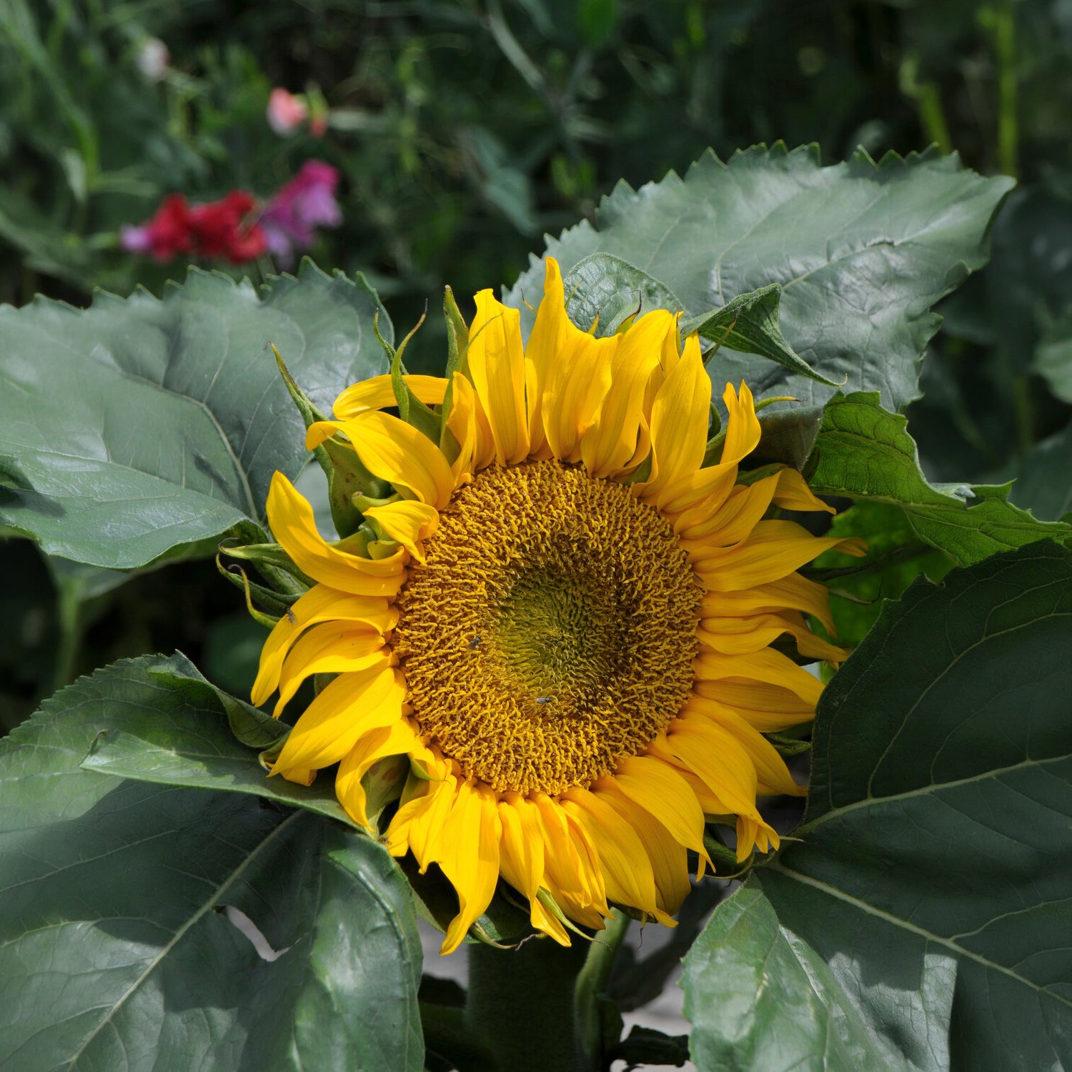 Helianthus annuus Sunspot - Tournesol à fleur simple naine Sunspot - Tournesol - Helianthus